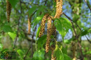 Betula pendula (15)